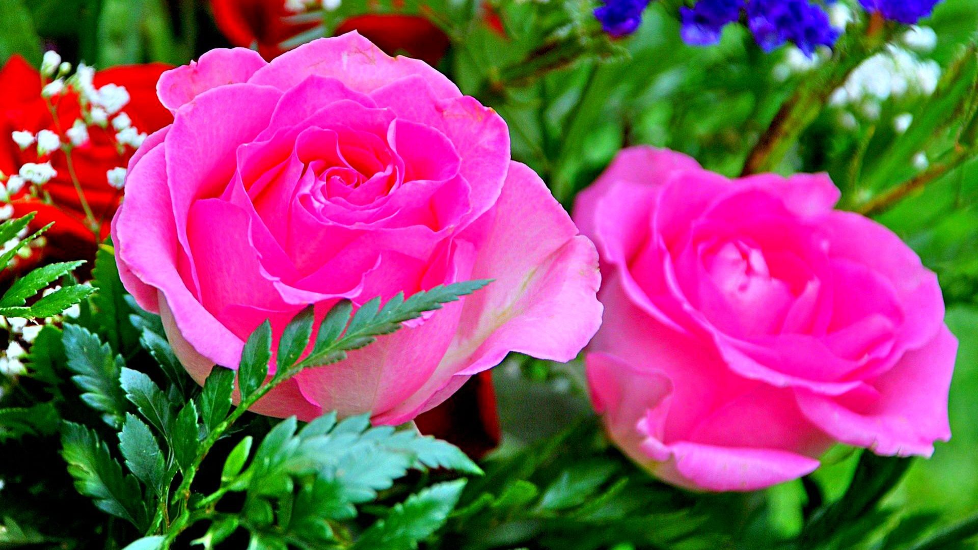Rose Flower Wallpapers For Desktop - WallpaperSafari