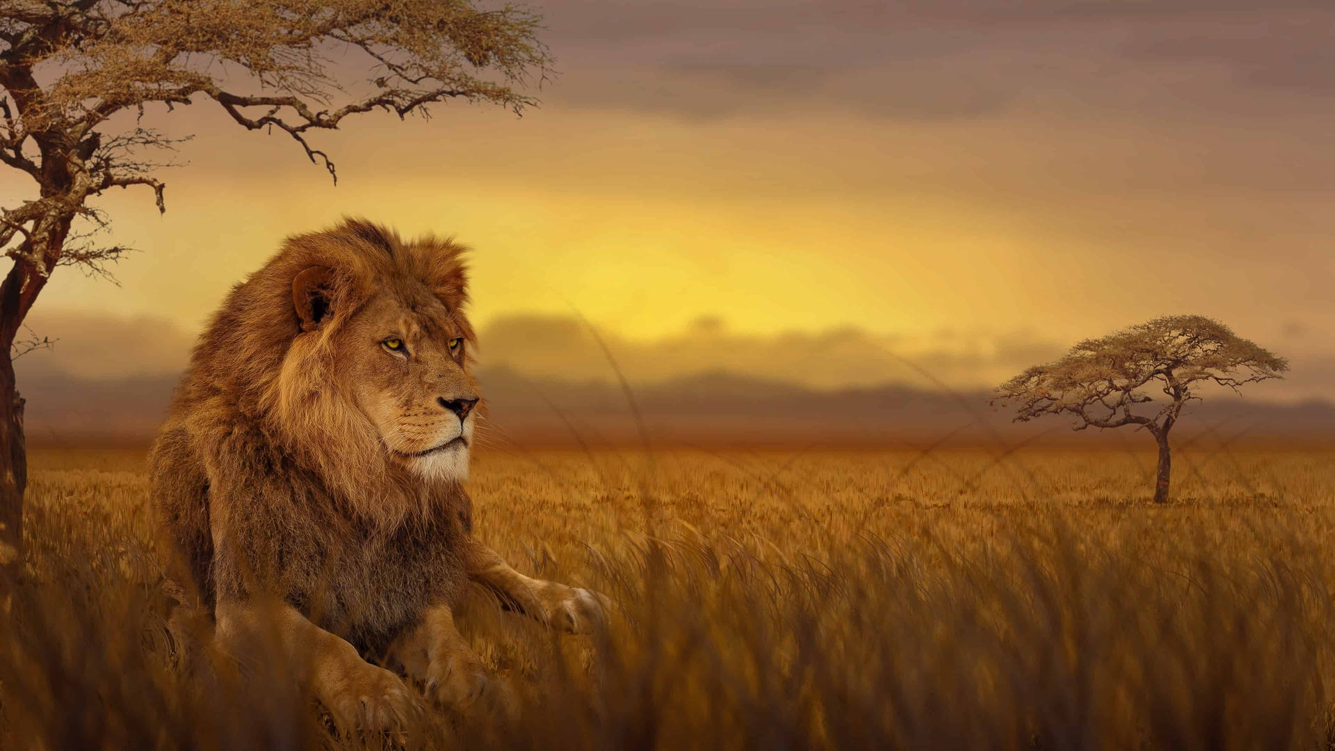 African Animals Wallpaper
