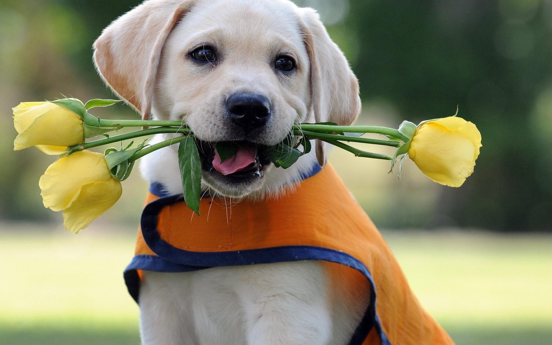 Dog Wallpaper Puppy Labrador Retriever Flowers Roses