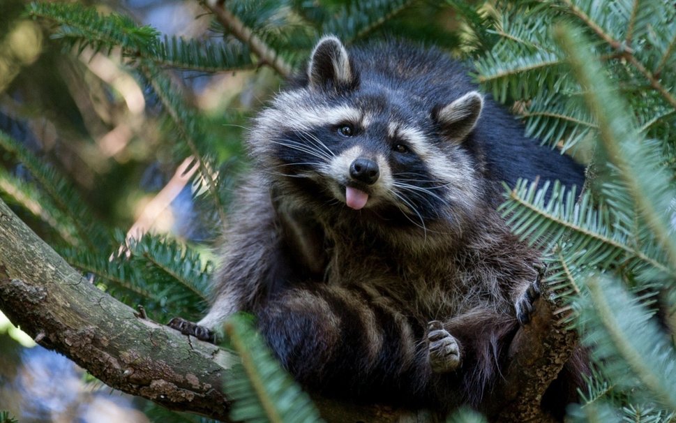 Cute Raccoon In Pine Tree Wallpaper