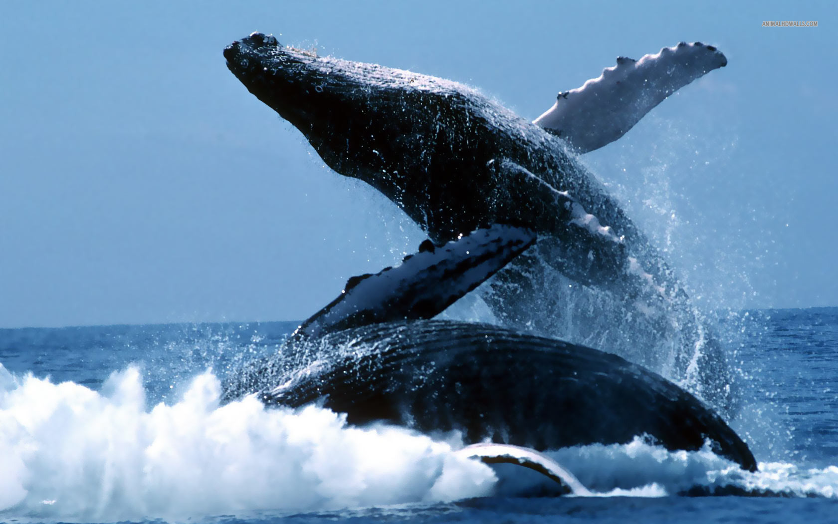 Humpback Whales Wallpaper Desktop