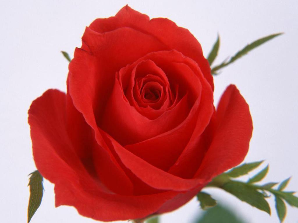 Red Rose Normal