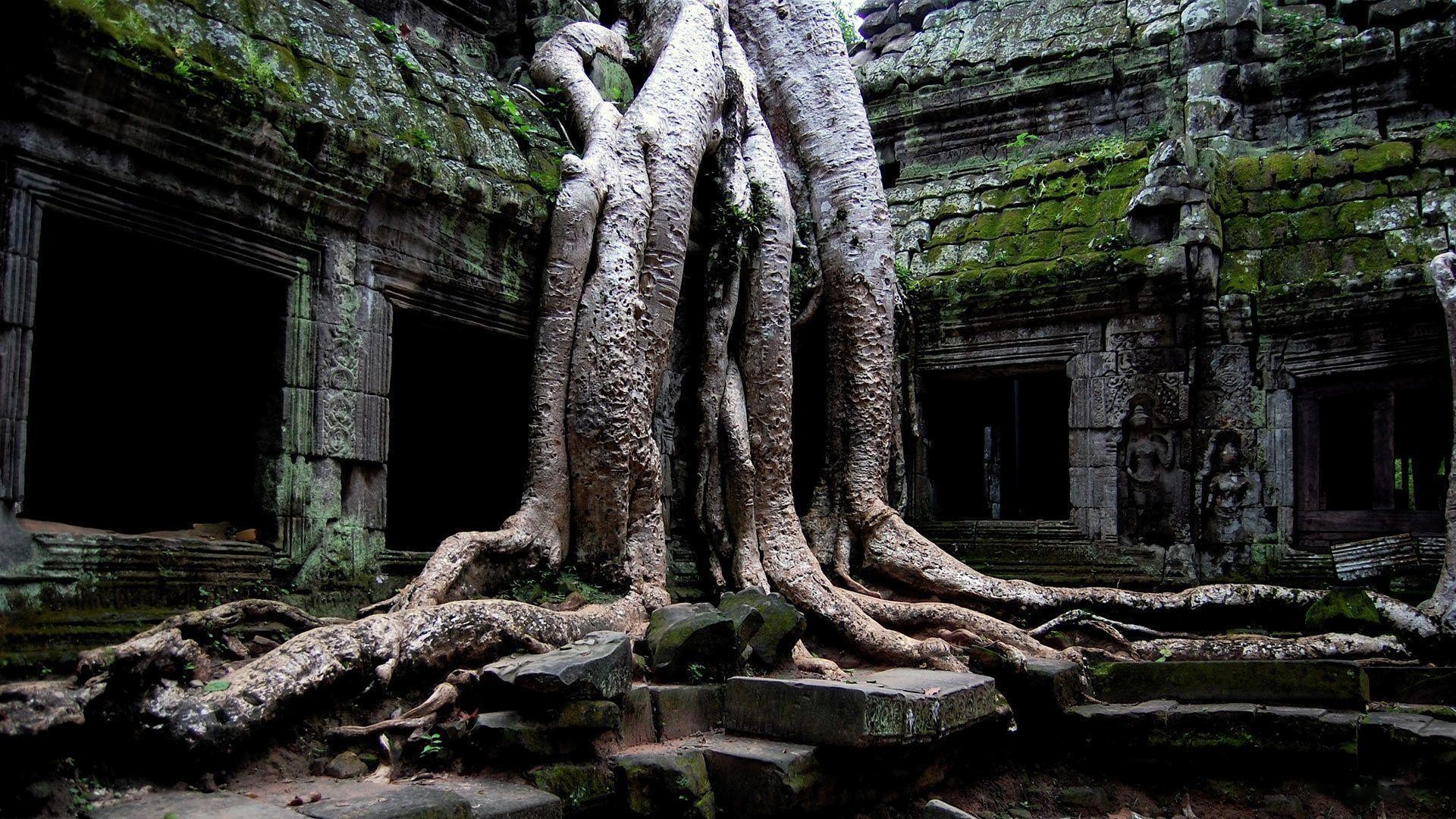 Large tree roots growing over the ancient ruins of Ta Prohm temple in Angkor, Cambodia