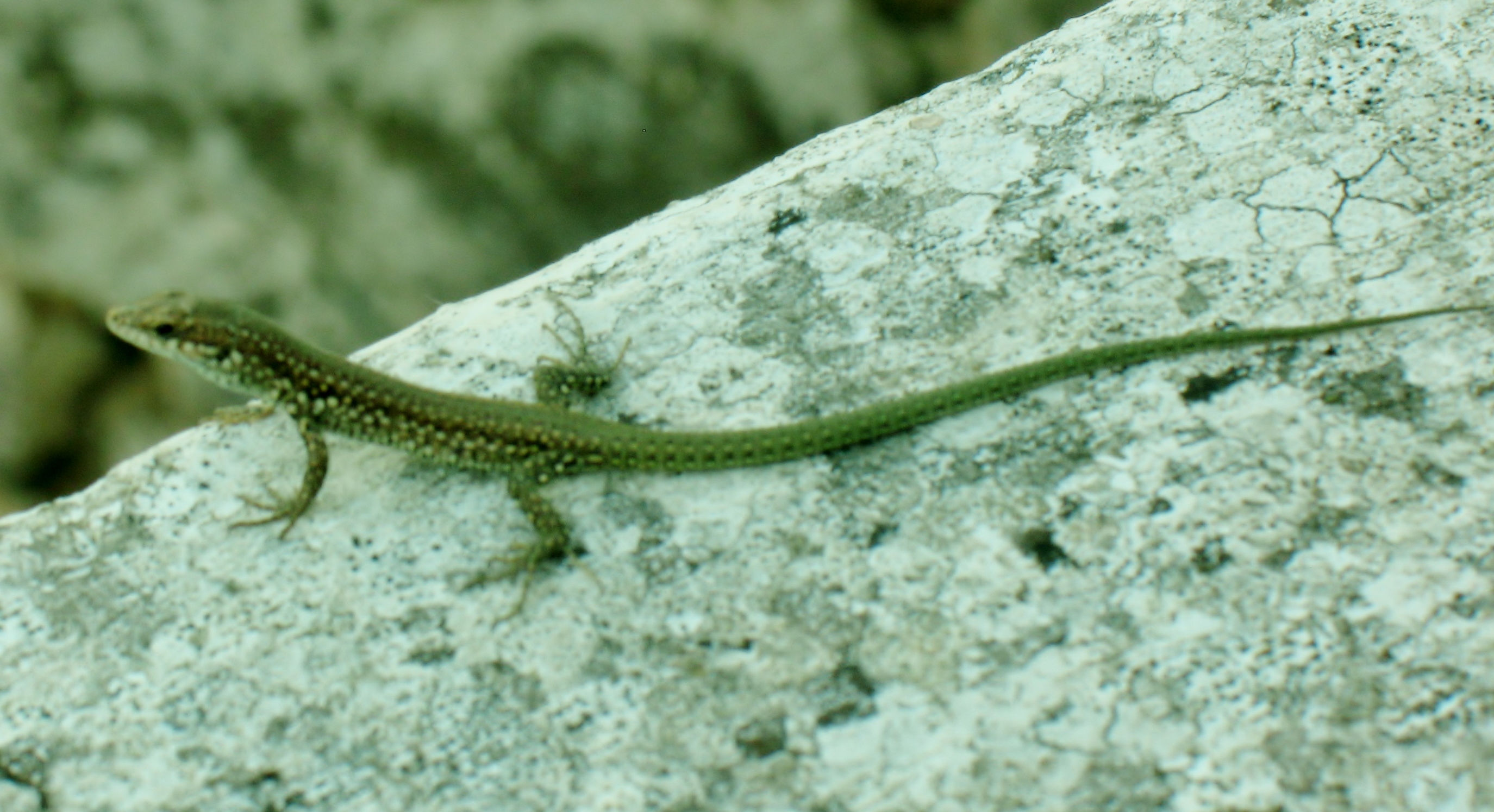 Little Lizard Sunning On Parapet Wallpaper