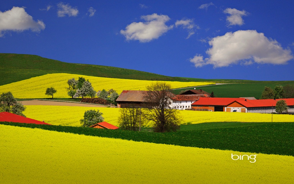 Fields Of Blooming Brassica Napus Plant Near Ried Austria Image