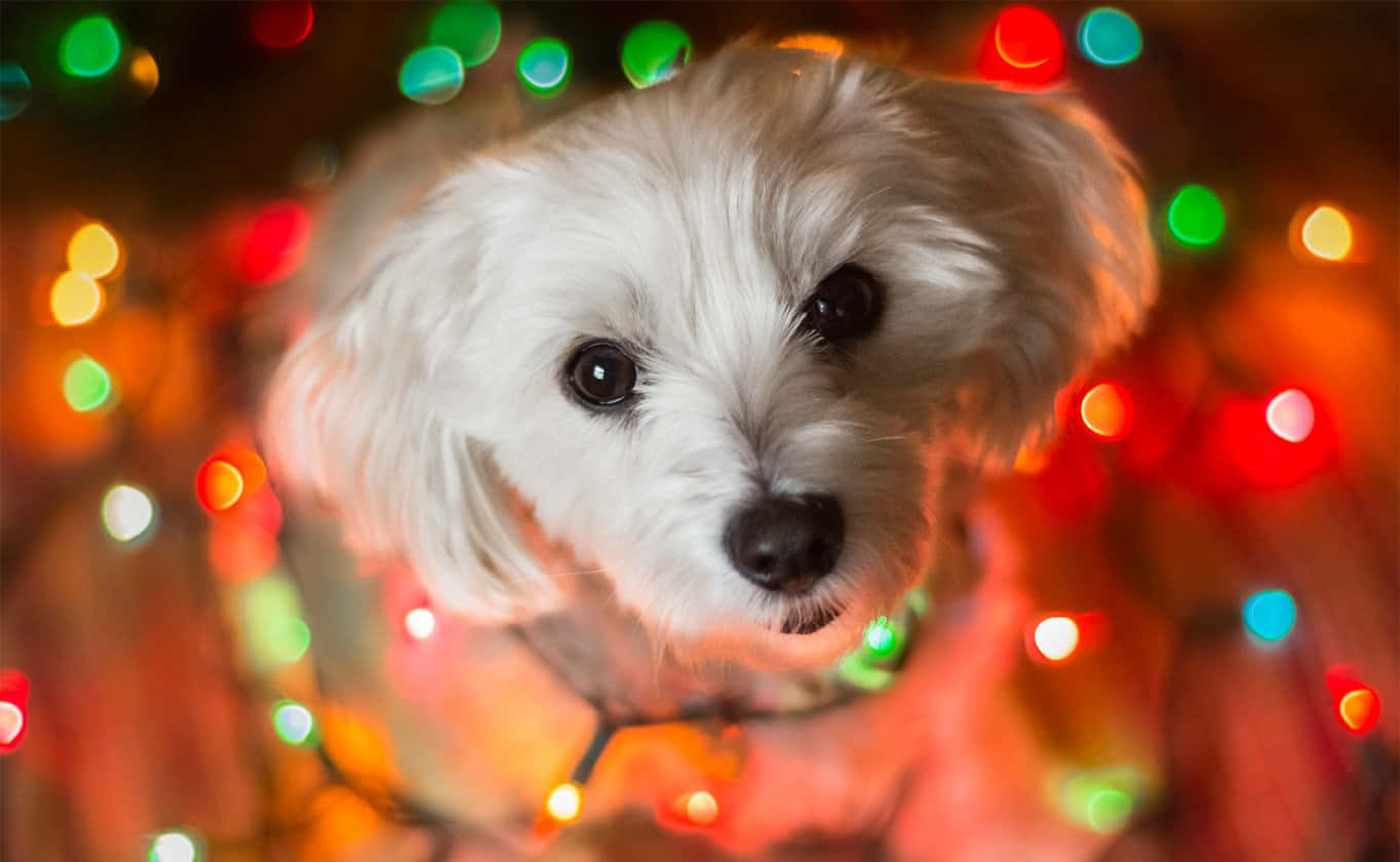 Christmas Lights Cute Wallpaper