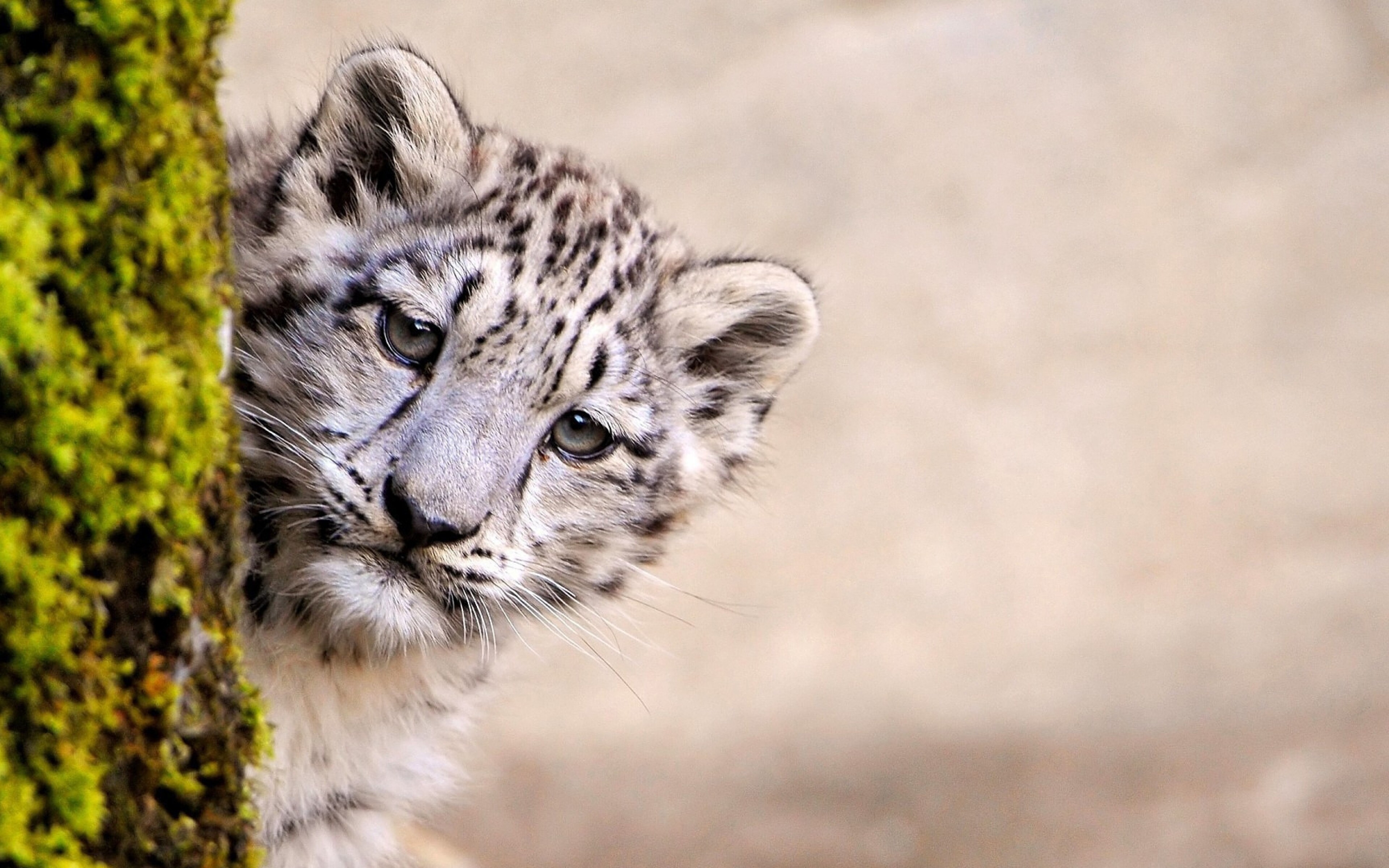 A captivating close-up of a snow leopard cub peeking from behind a moss-covered tree. Its soft, grey fur and endearing gaze create a charming and intimate wildlife portrait