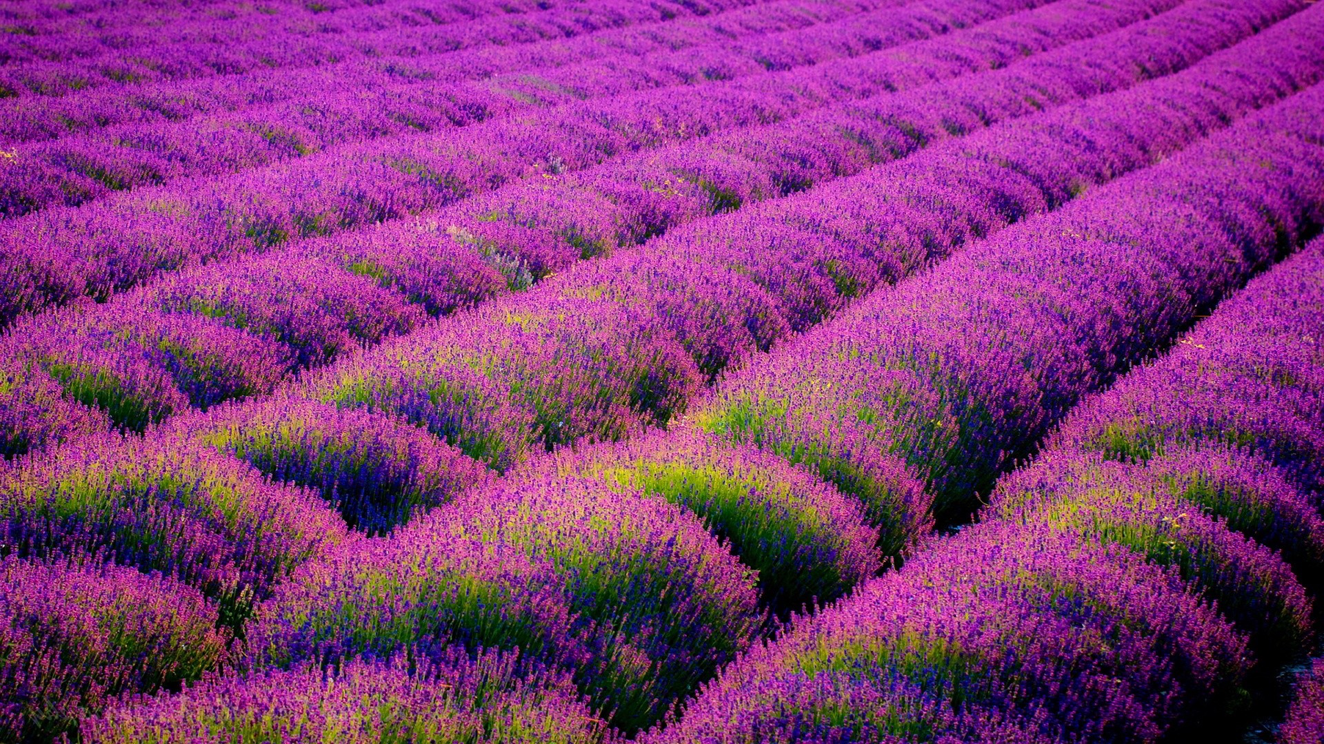 Lavender Fields Wallpaper