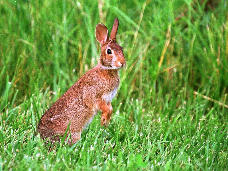 Worldstart Wallpaper Animal Set Rabbit Image Only