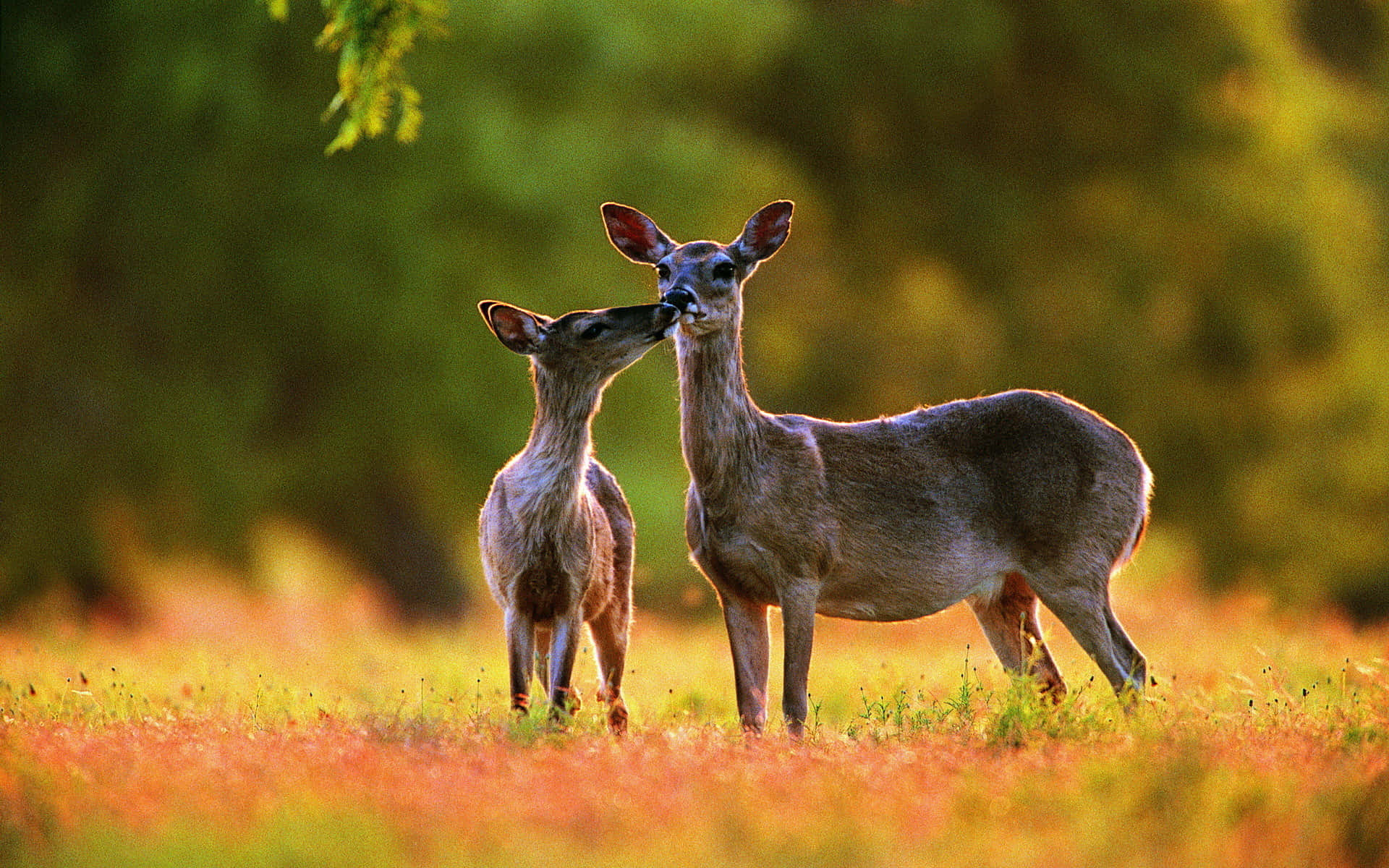 Deer Desktop Wallpaper