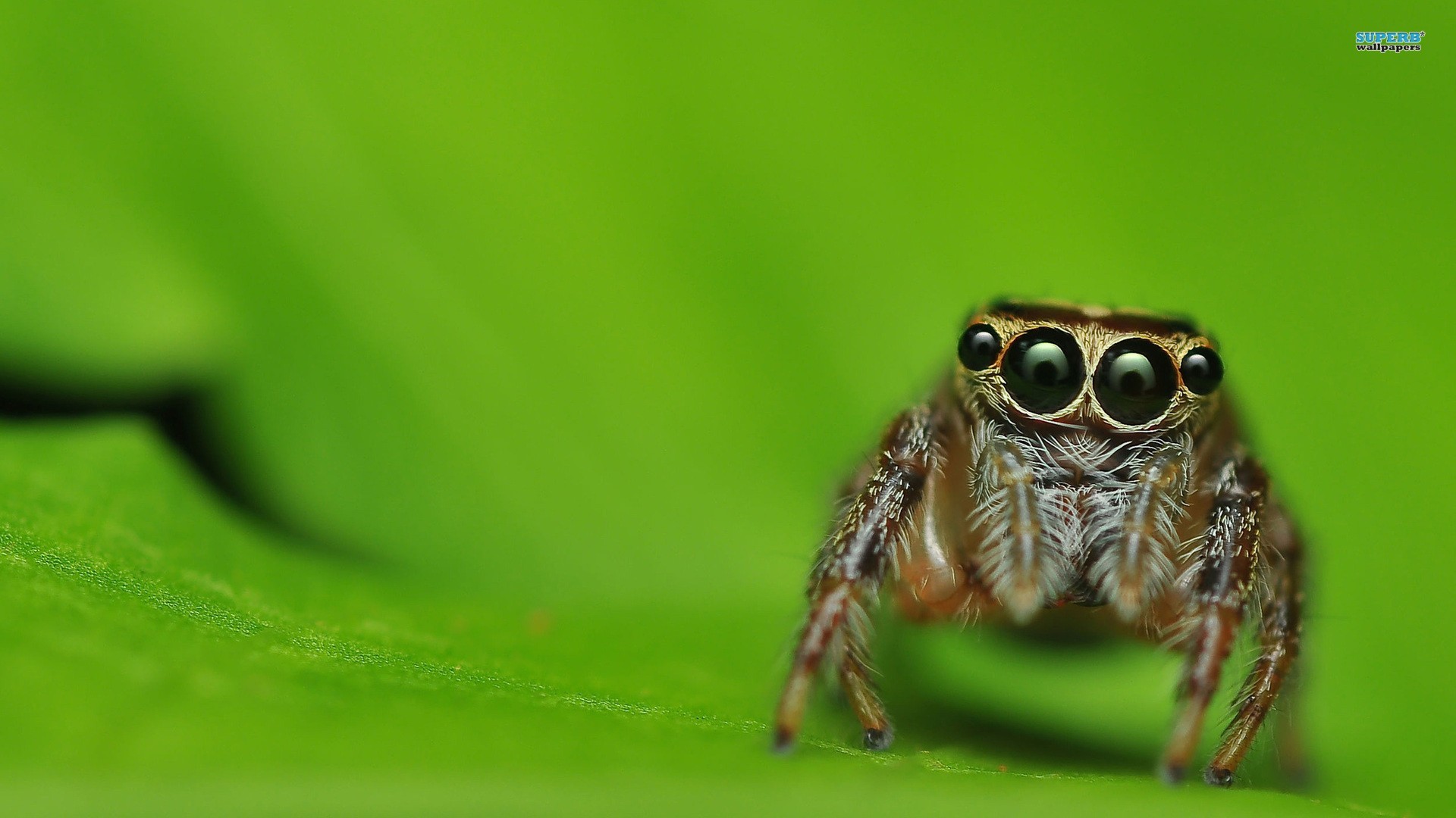 Insects Wallpaper
