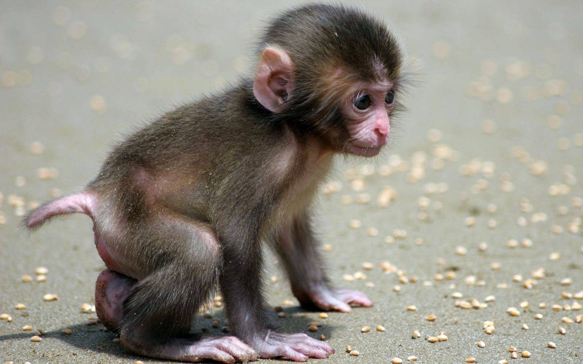 Baby Monkey wallpaper   944503