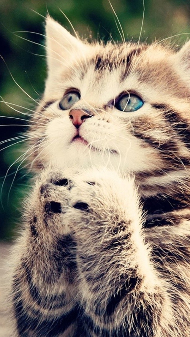 Best Cats iPhone HD Wallpaper
