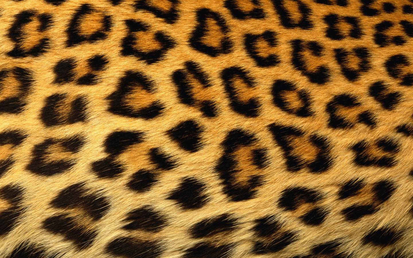 Leopard Print Desktop Wallpaper