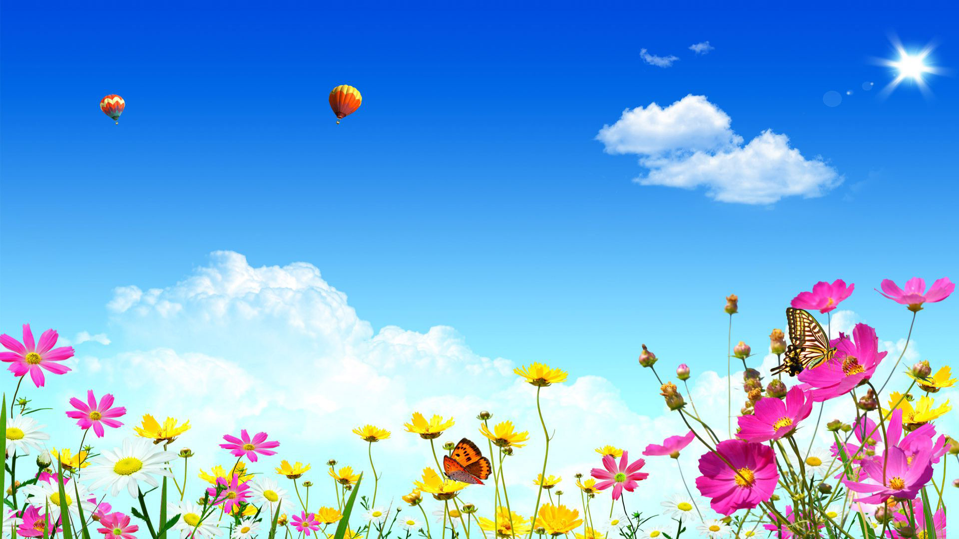 Hot air ballons over Cosmos flowers wallpaper   578255