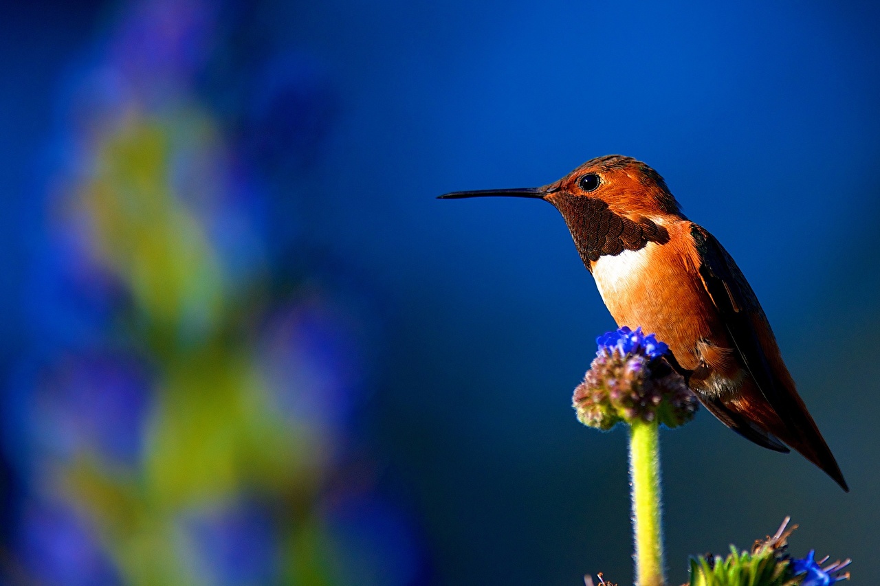 Wallpaper Birds Hummingbird Animals