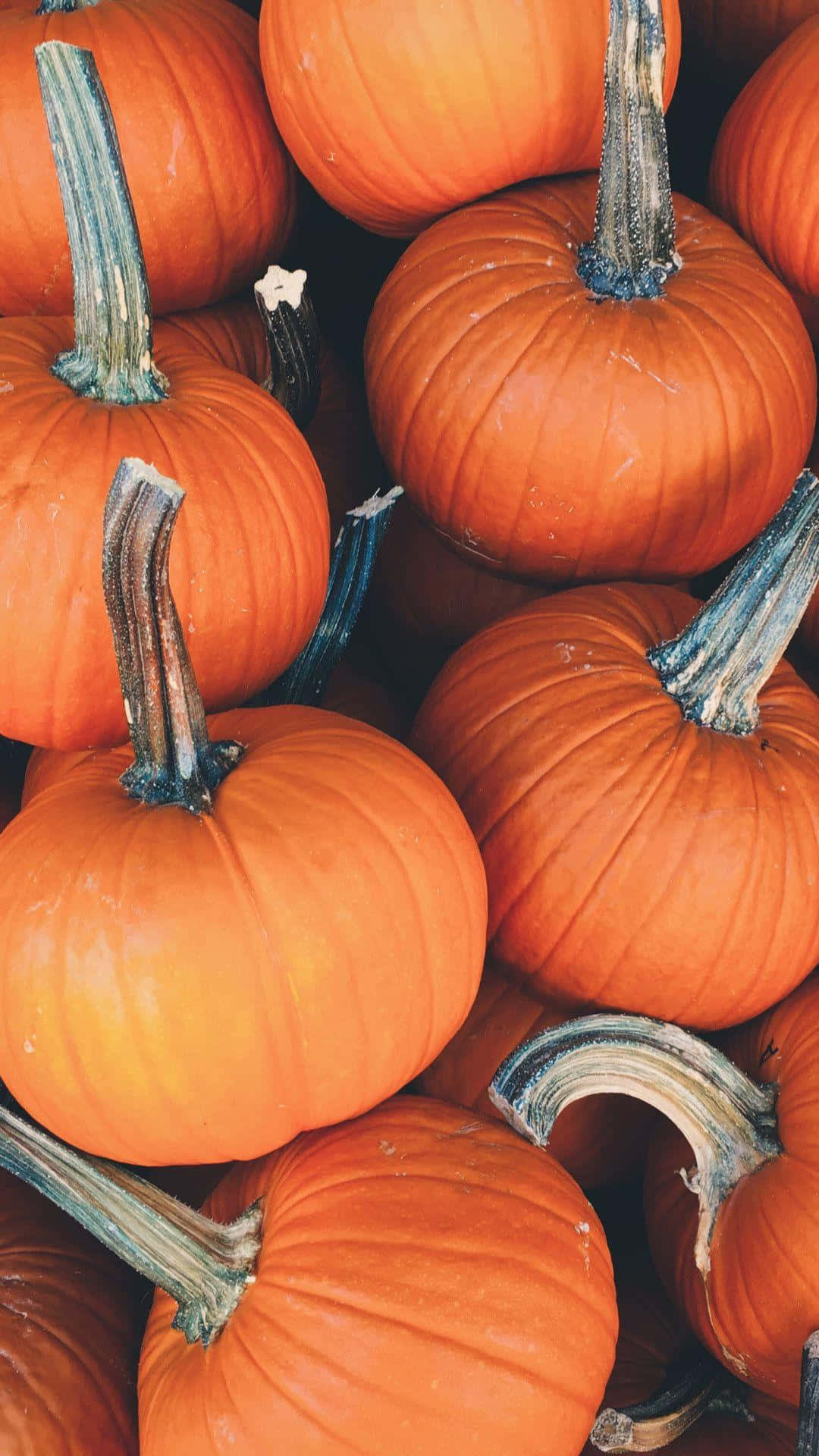 Pumpkin Aesthetic Wallpaper