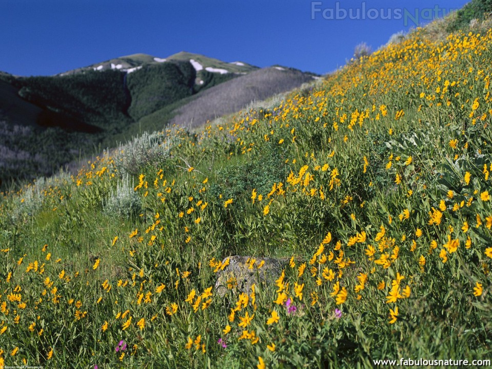 Pictures Fields Of Gold Montana Wildflowers Wallpaper