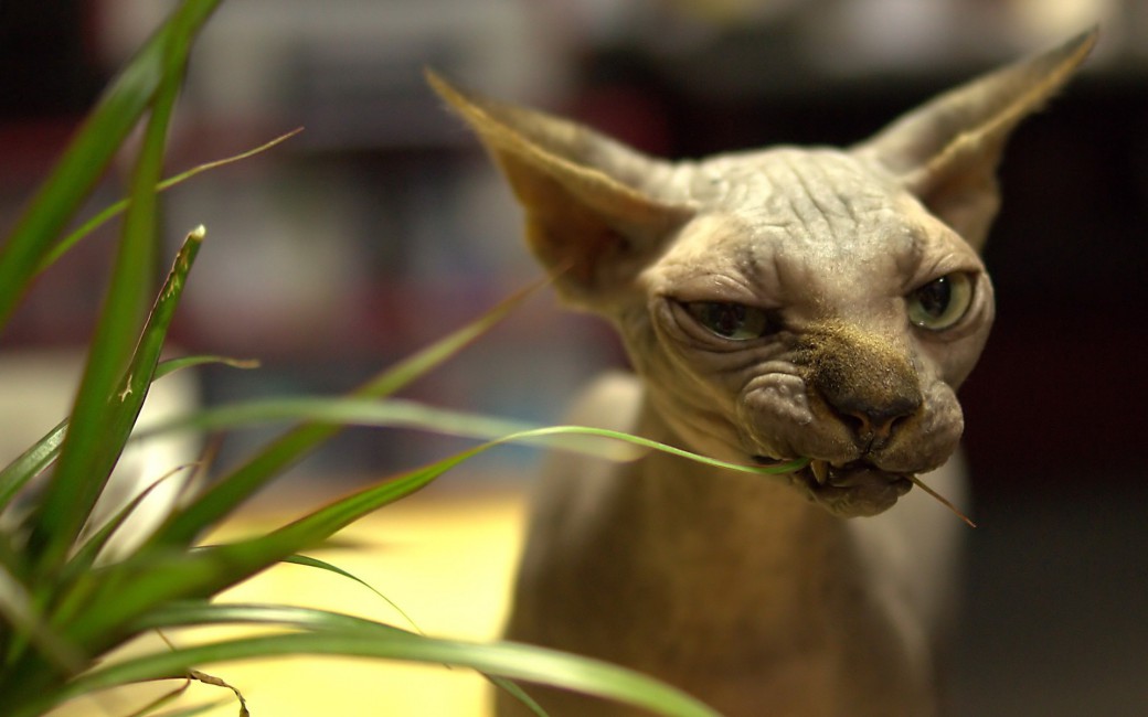 Sphynx Cat Face Wrinkles Stock Photos Image HD Wallpaper