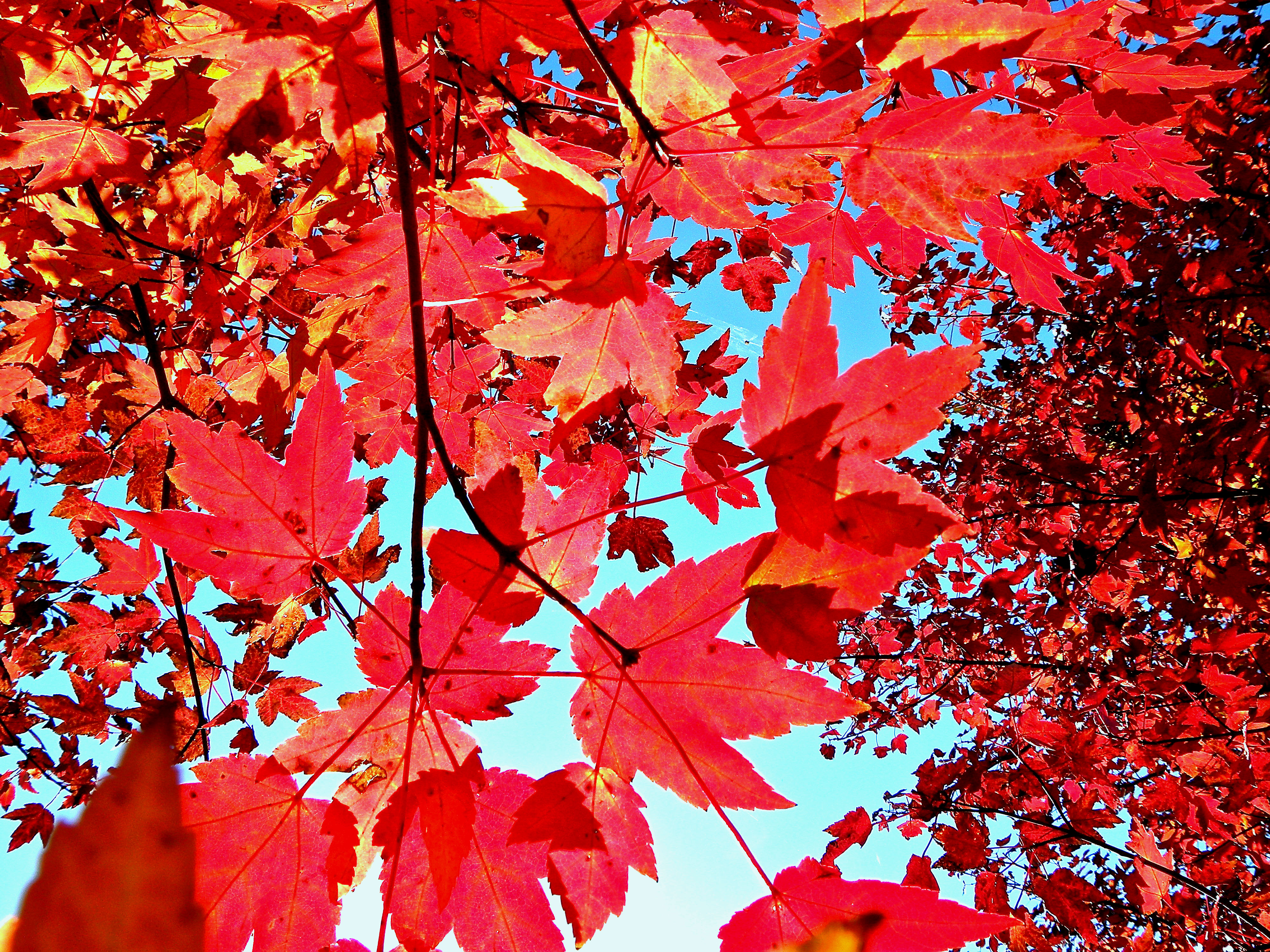 Autumn Leaves Background In Many Resolutions Bellow