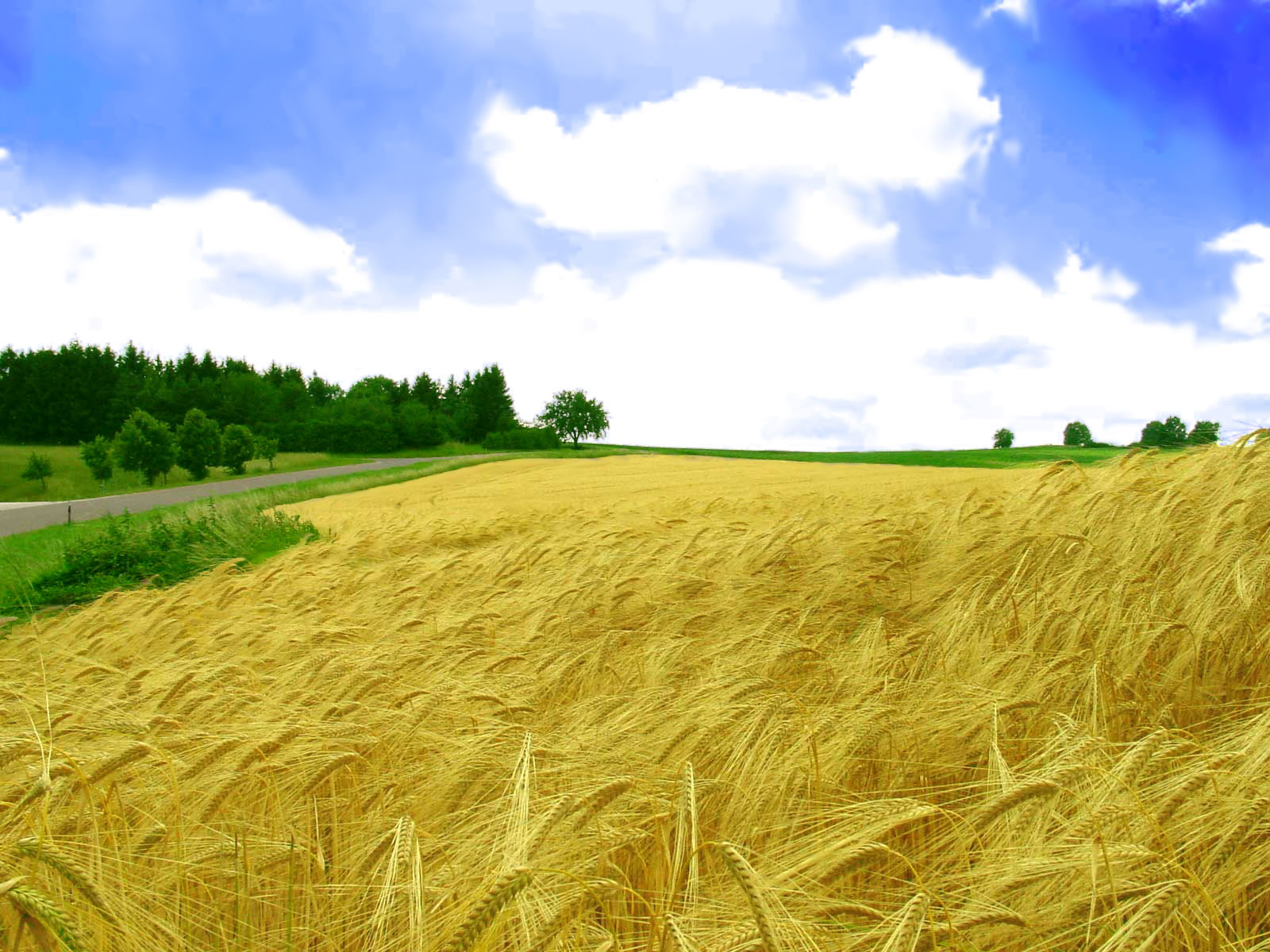 HD Colorful Crop Field Wallpaper Nature