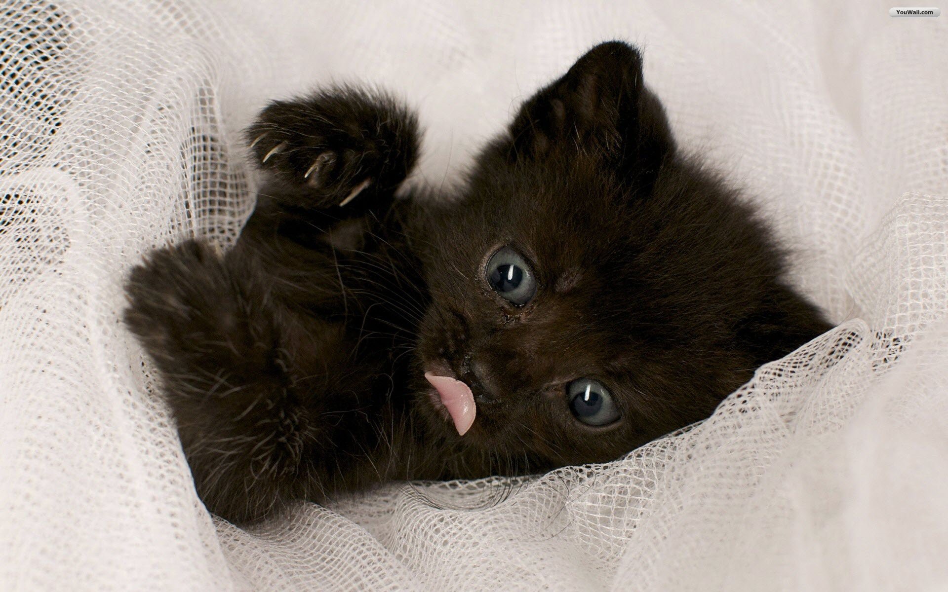 Black Baby Cat Wallpaper