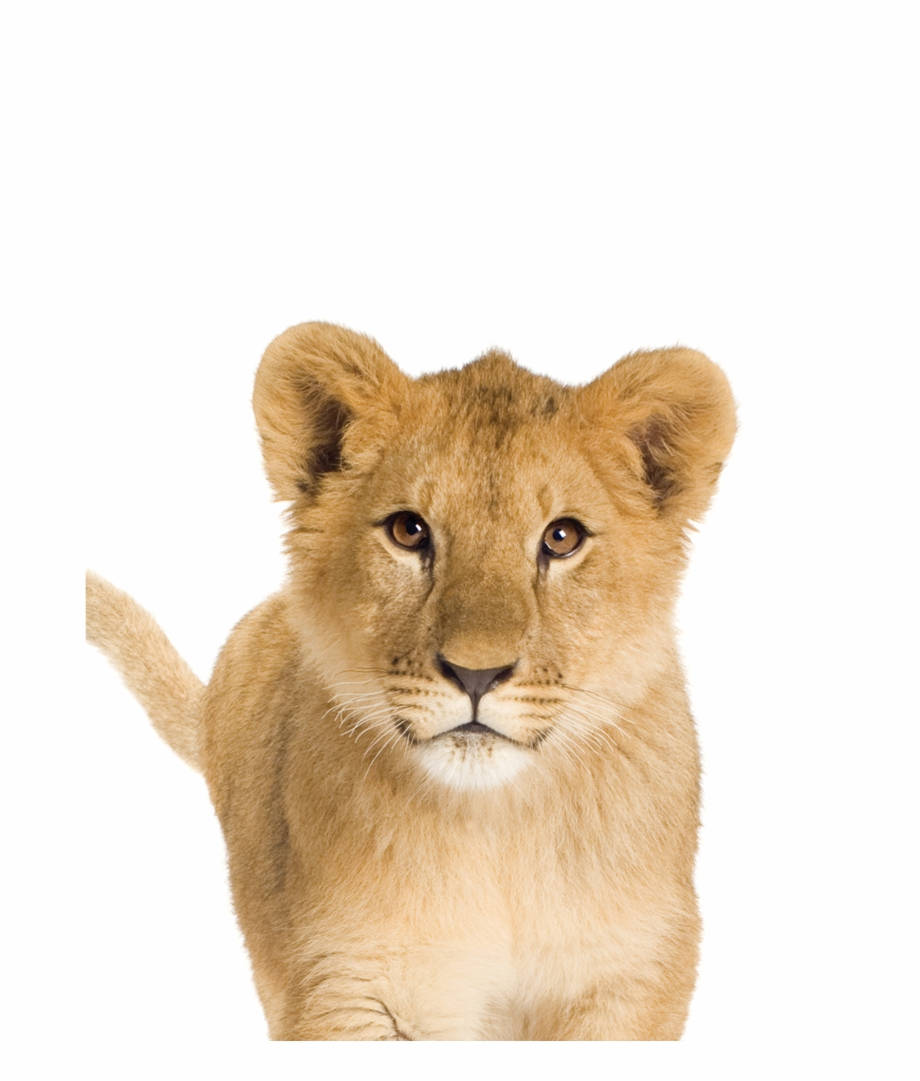 Baby White Lion Wallpaper