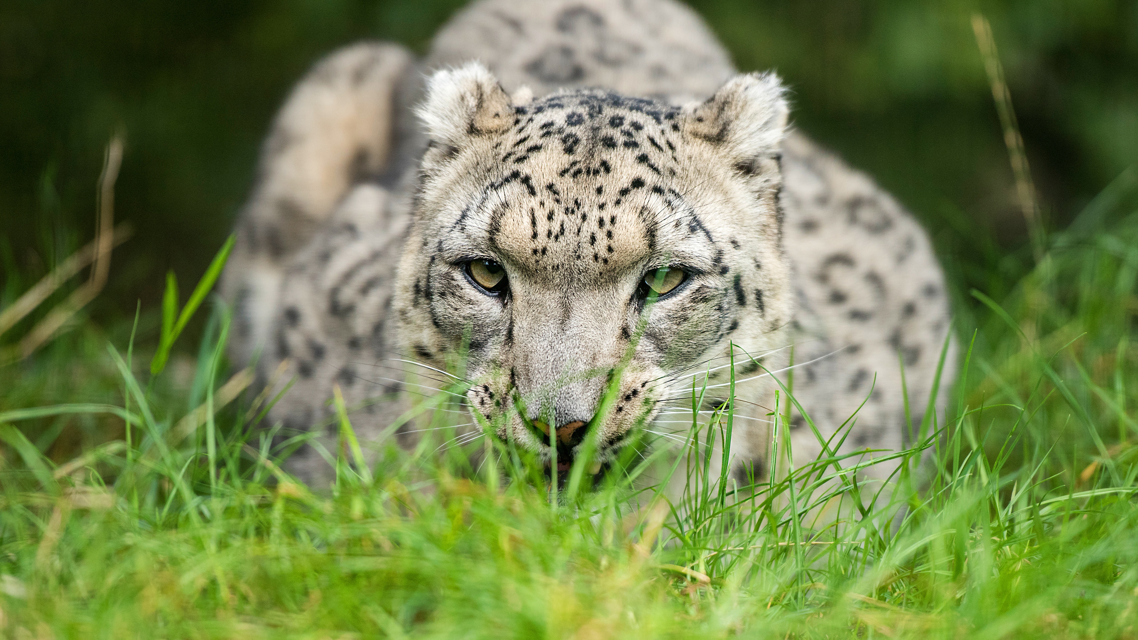 A snow leopard crouching in tall grass, its gaze fixed intently forward