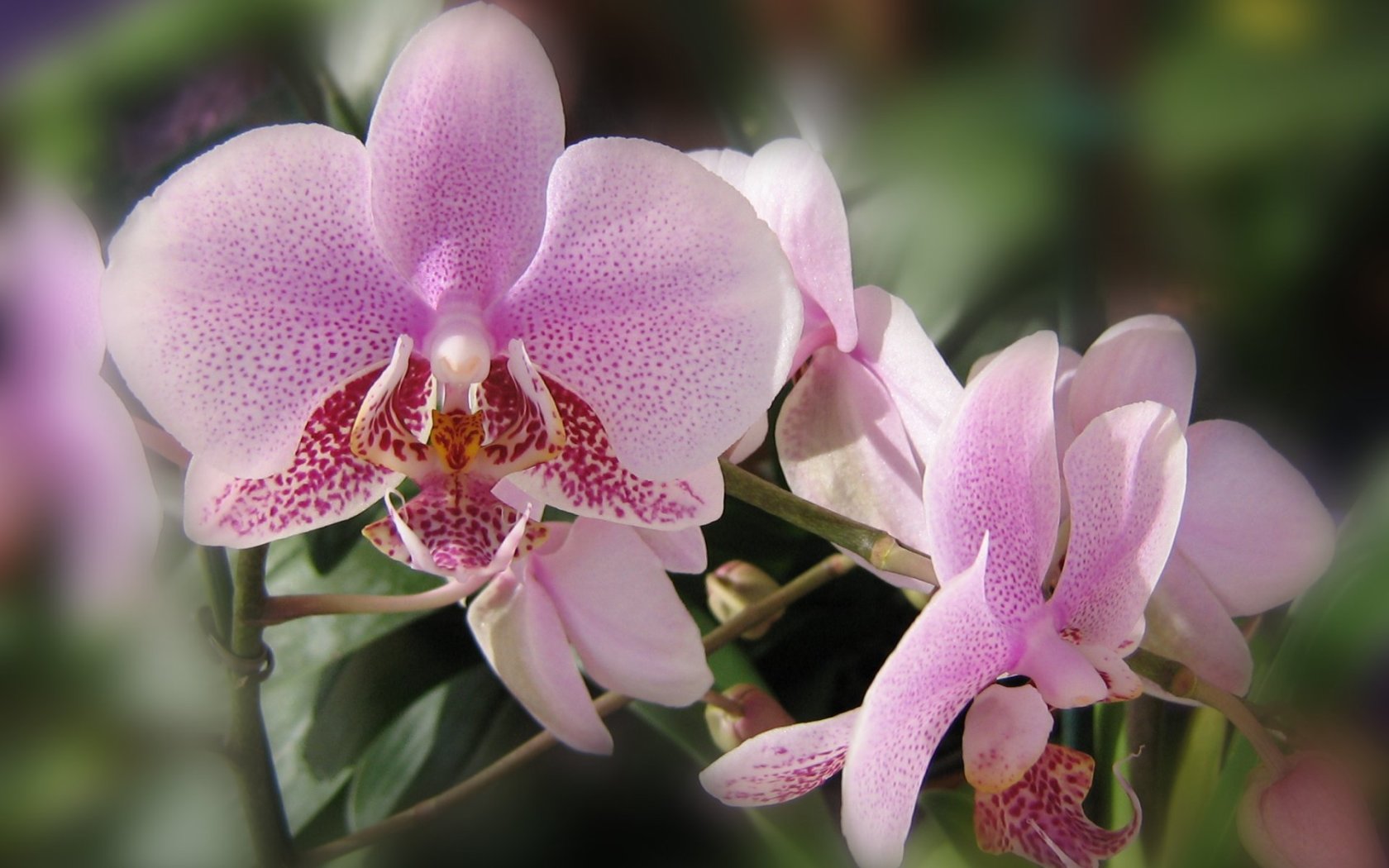 Orchids Widescreen Wallpaper