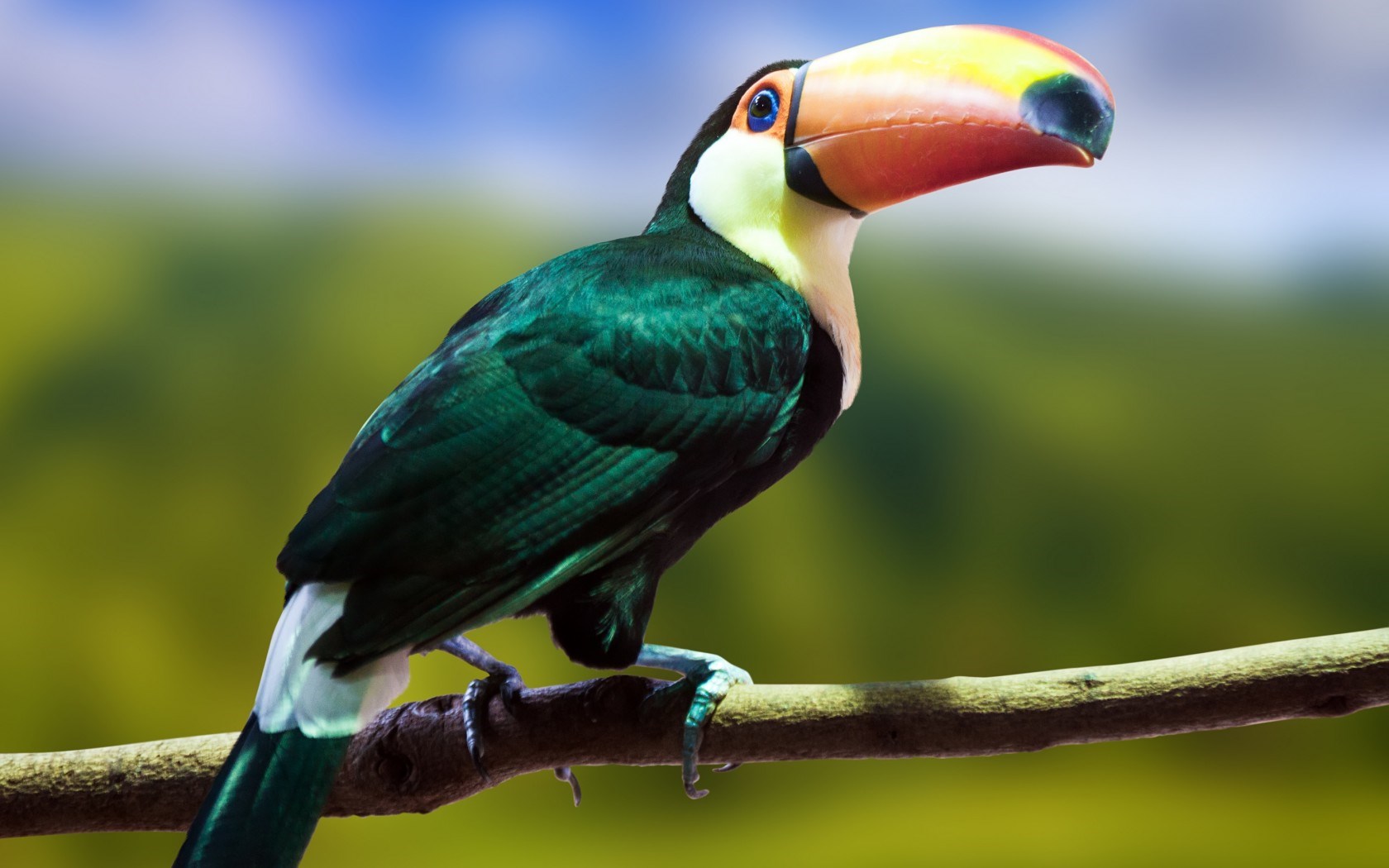 HD Toucan Bird Wallpaper HDwallsource