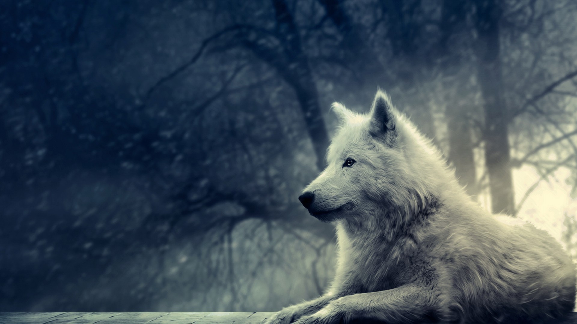 Wallpaper Wolf White Snow Forest Animals