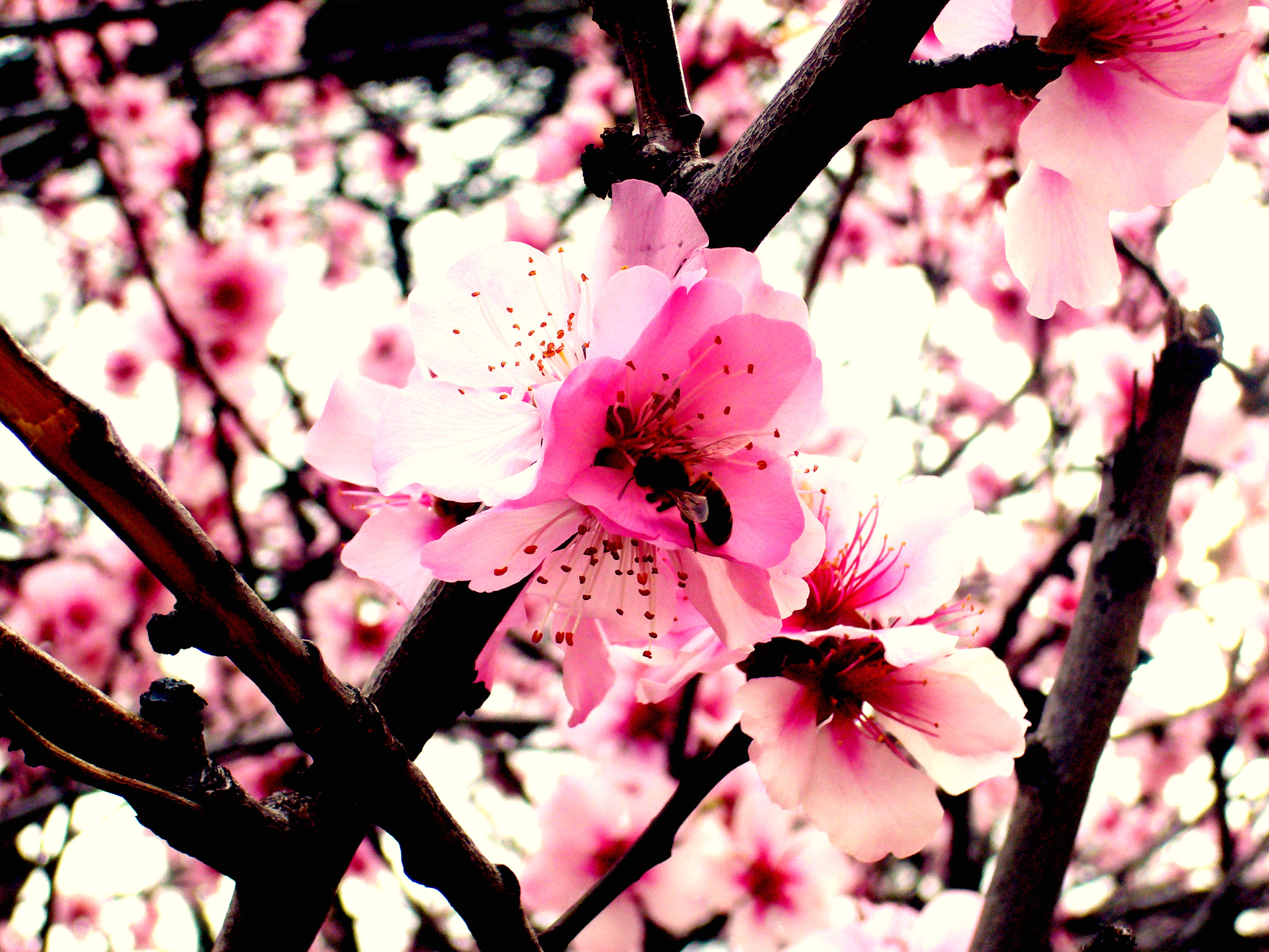 Peach Blossom By Ai Ming