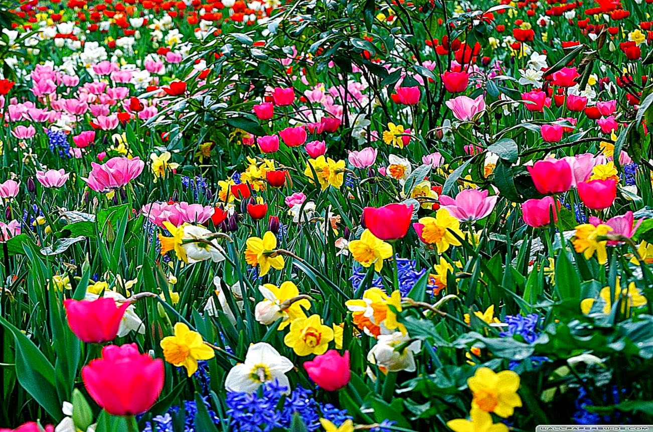 Spring Flowers HD Desktop Wallpaper High Definition Fullscreen