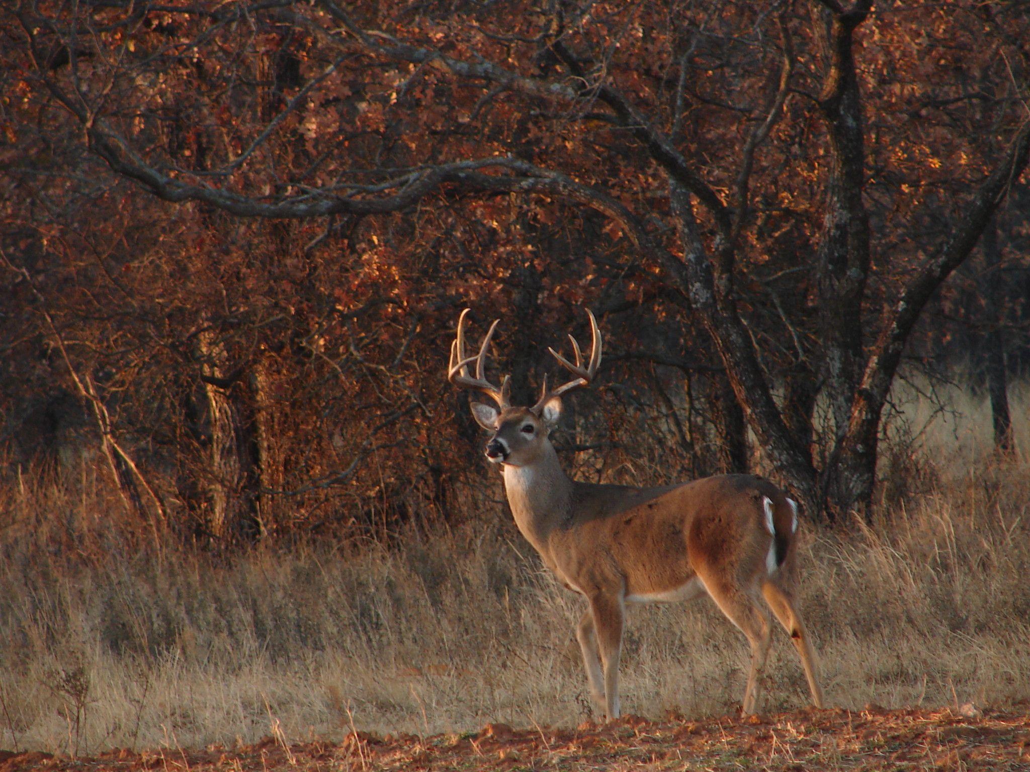 Whitetail Deer Backgrounds