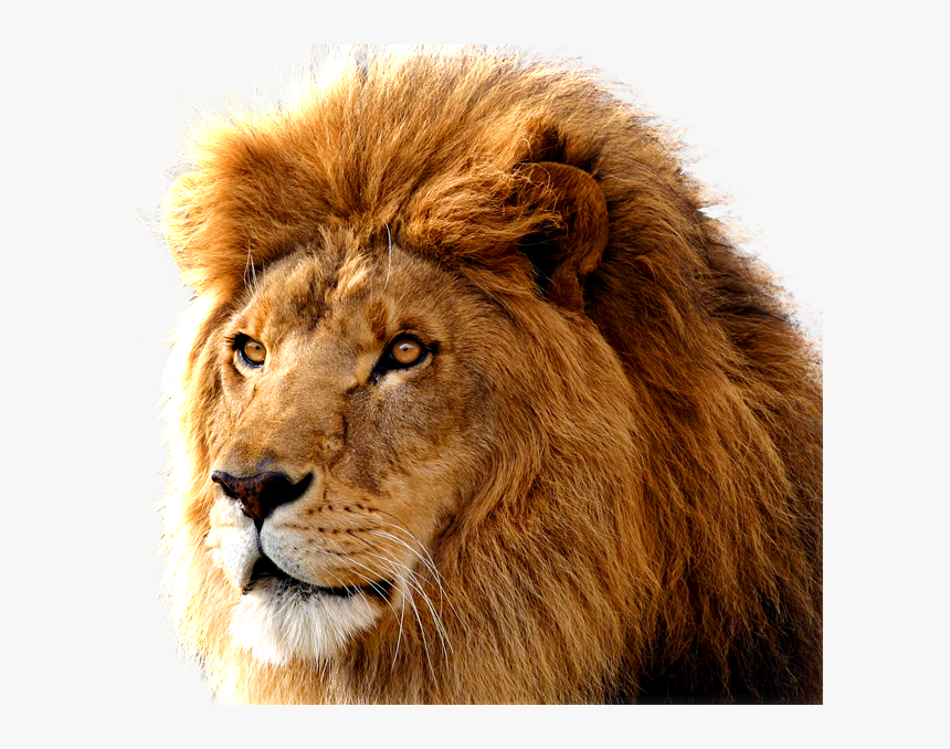 Lion Png Image Picture Lions Head