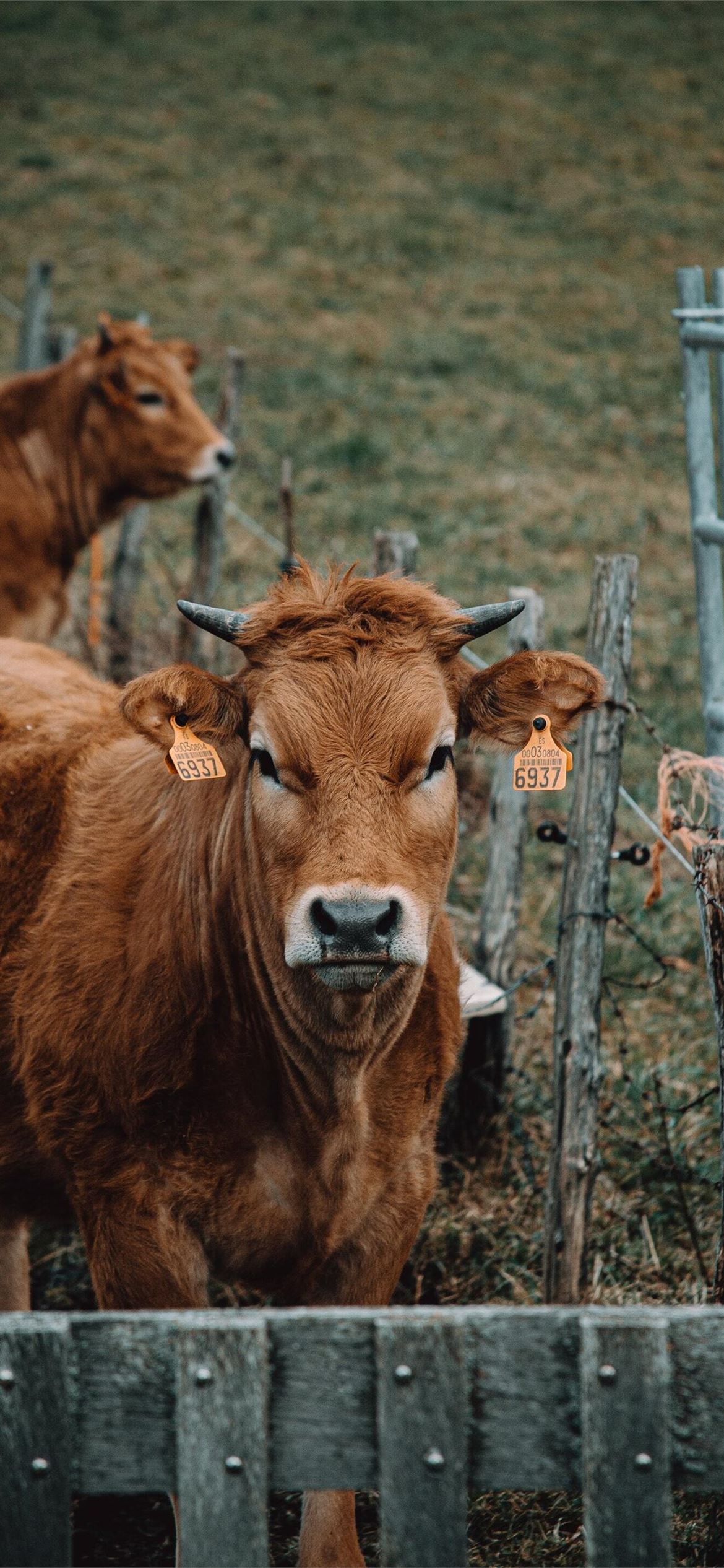 Cow iPhone Wallpaper