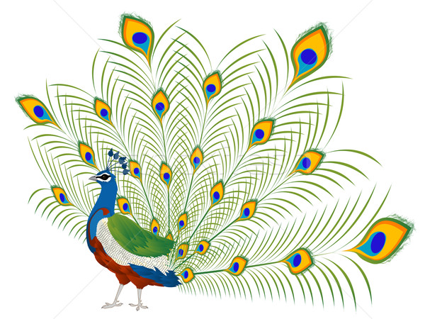 Peacock Border Wallpaper