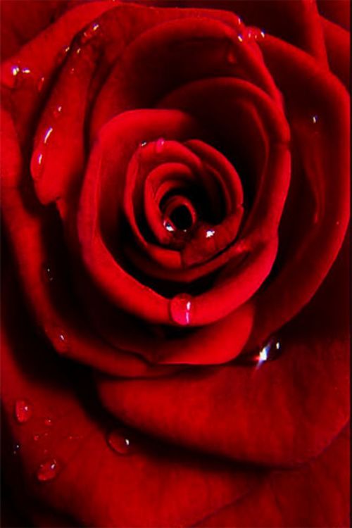 iPhone Wallpaper Red Rose