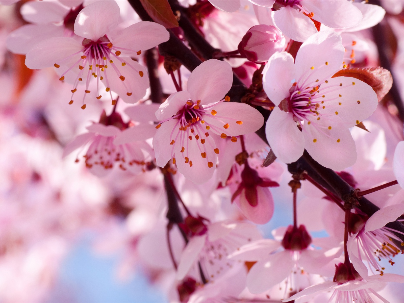 Colors Image Beautiful Pink Cherry Blossom Wallpaper HD