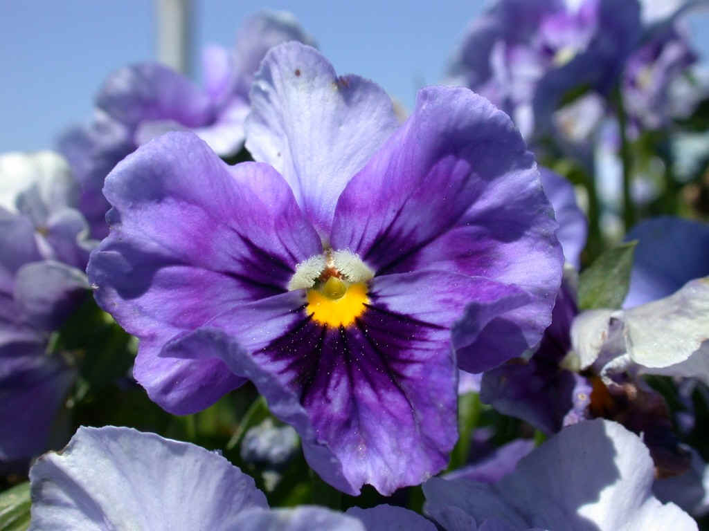 Pansy Pictures Wallpaper Photo Flower