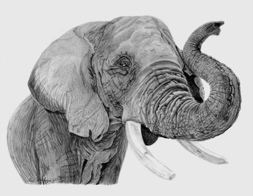 African Elephant Drawing HD Wallpaper Background