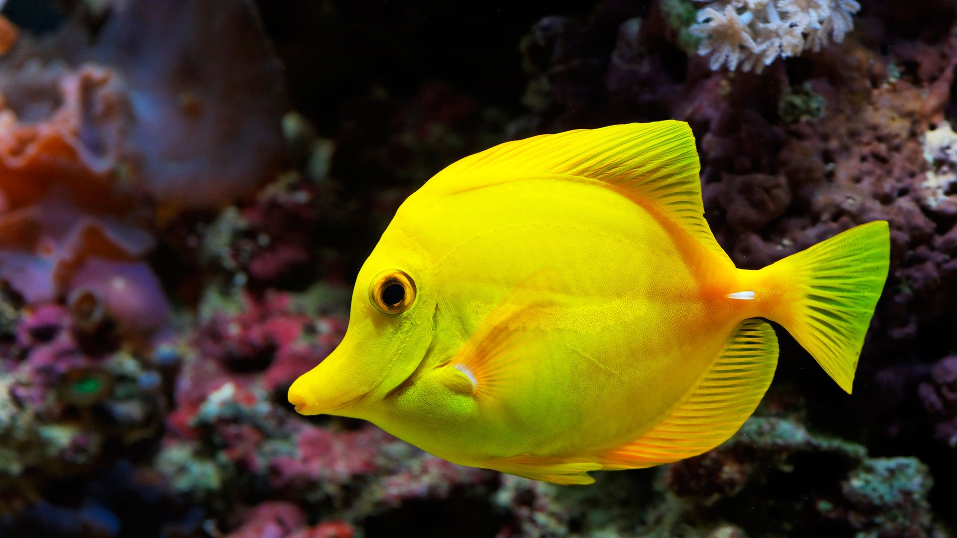 Beautiful Fish Wallpaper