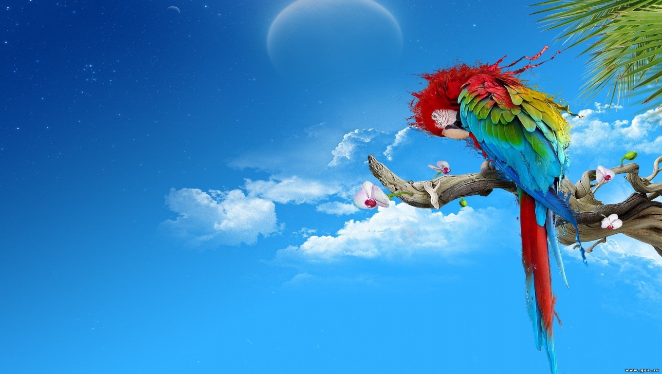 Px Colorful Parrot Desktop Wallpaper Abstract
