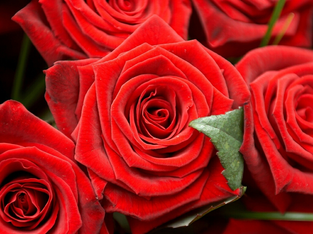 Flowers For Flower Lovers Wallpaper Red Rose