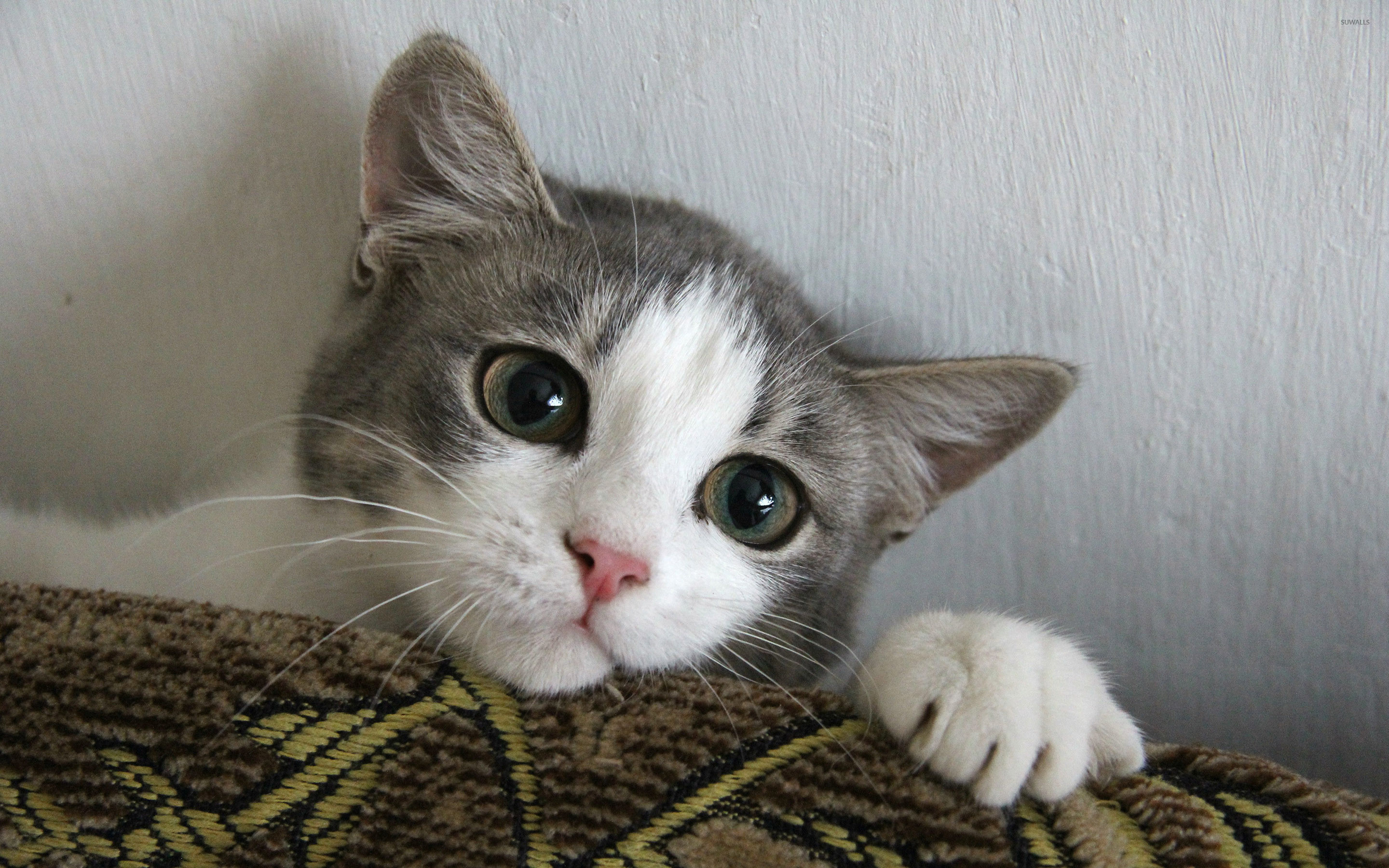 A cute grey and white kitten peeks over a brown and gold patterned fabric, its large eyes wide and curious