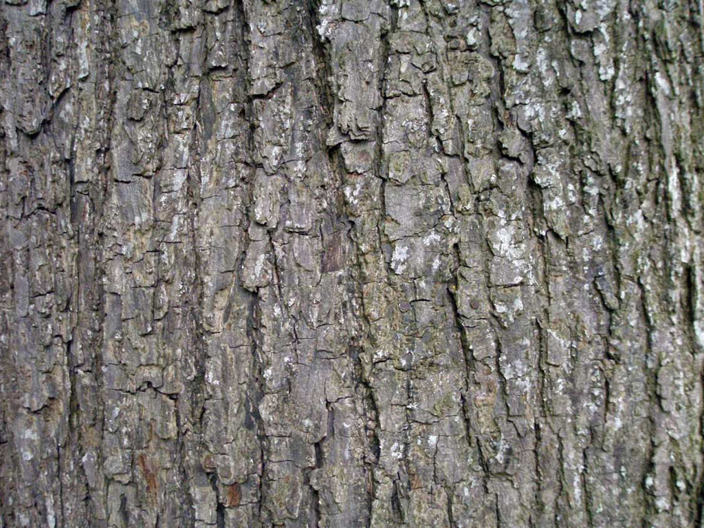 Tree Bark Wallpaper Desktop