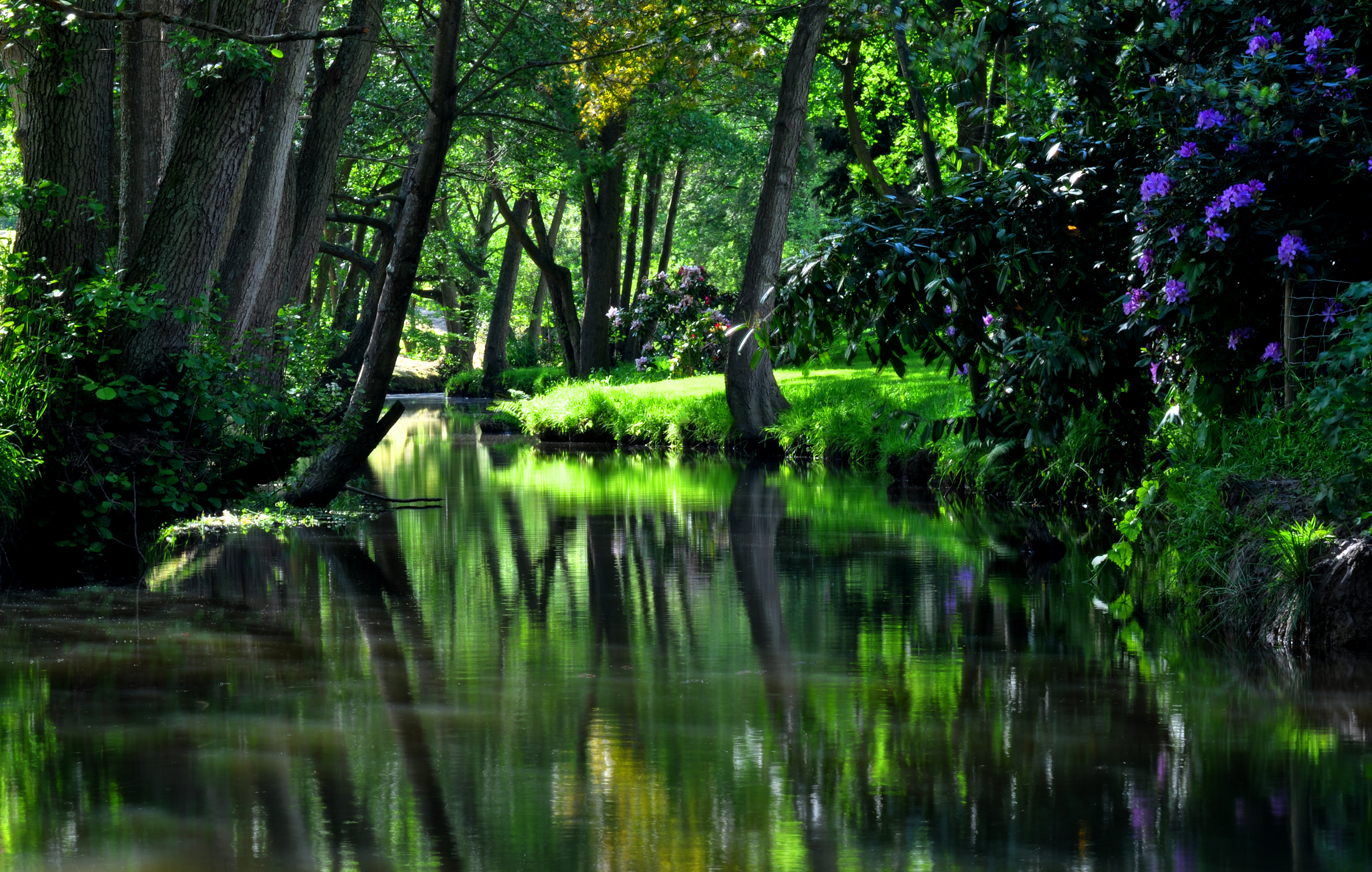 4k Wallpaper Nature Water Flowers Trees Grass Green