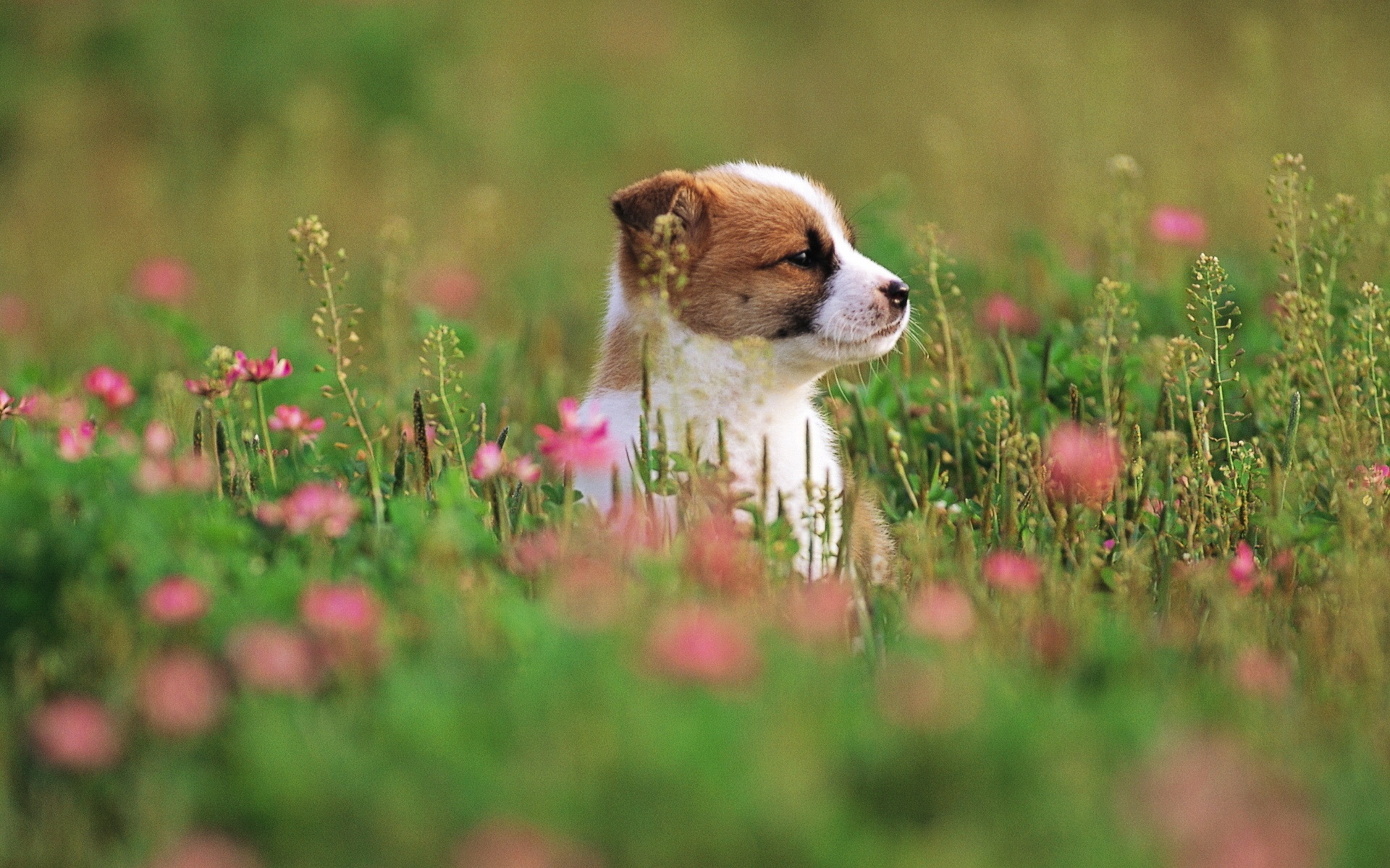 Puppy Dog On Flower Grass Field X Close