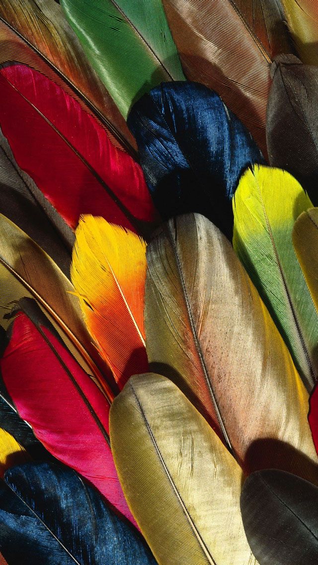 Parrot Feather Colorful iPhone 5s Wallpaper Decorate Your Walls