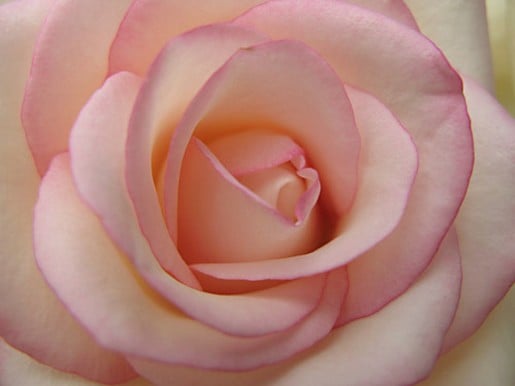 Rose Pictures Online Light Pink Photos